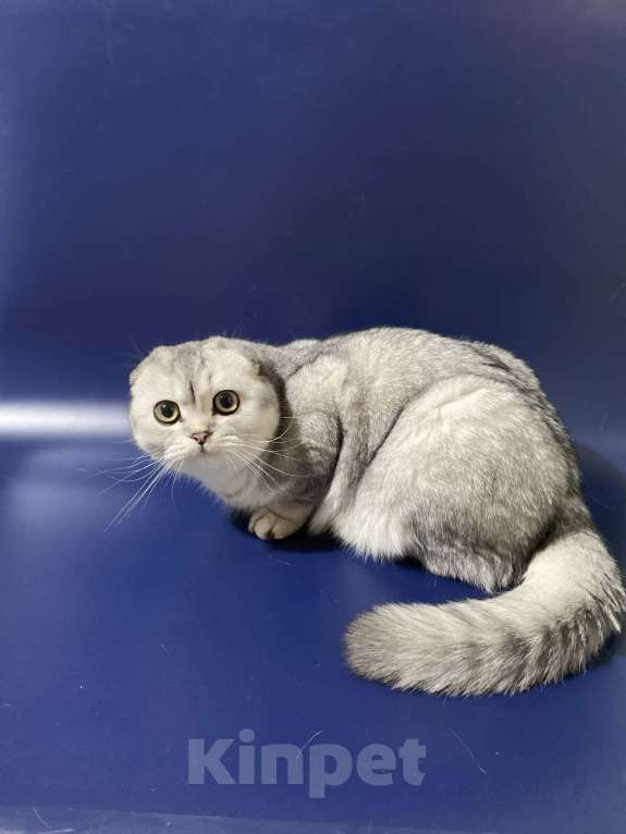 Кошки в Нижнем Новгороде: Игривая Серебряная шиншилла Девочка, 30 000 руб. - фото 2