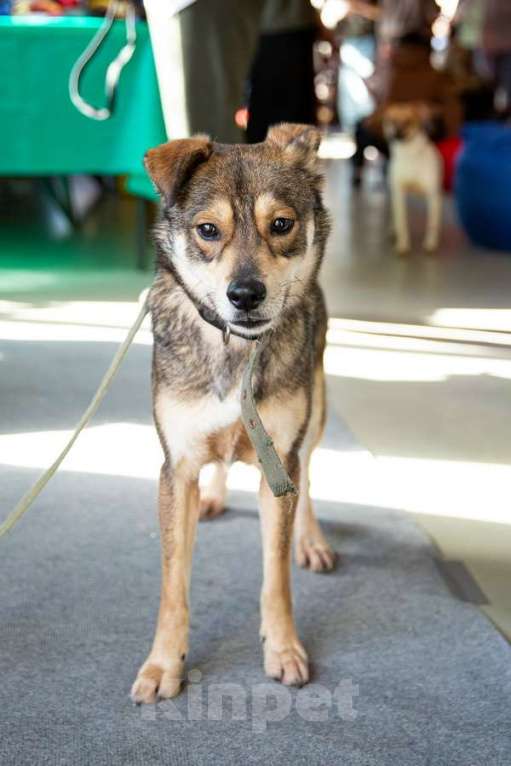 Собаки в Санкт-Петербурге: Всегда всем довольный небольшой пёсик Мальчик, Бесплатно - фото 2
