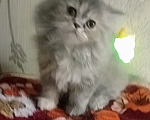 Кошки в Краснодаре: Персидские котята  Девочка, 3 000 руб. - фото 1
