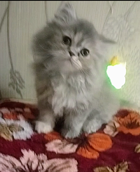Объявление: Персидские котята , 3 000 руб., Краснодар