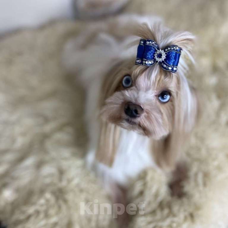 Собаки в Москве: Цветной йорк Голдаст мальчик Мальчик, 70 000 руб. - фото 1