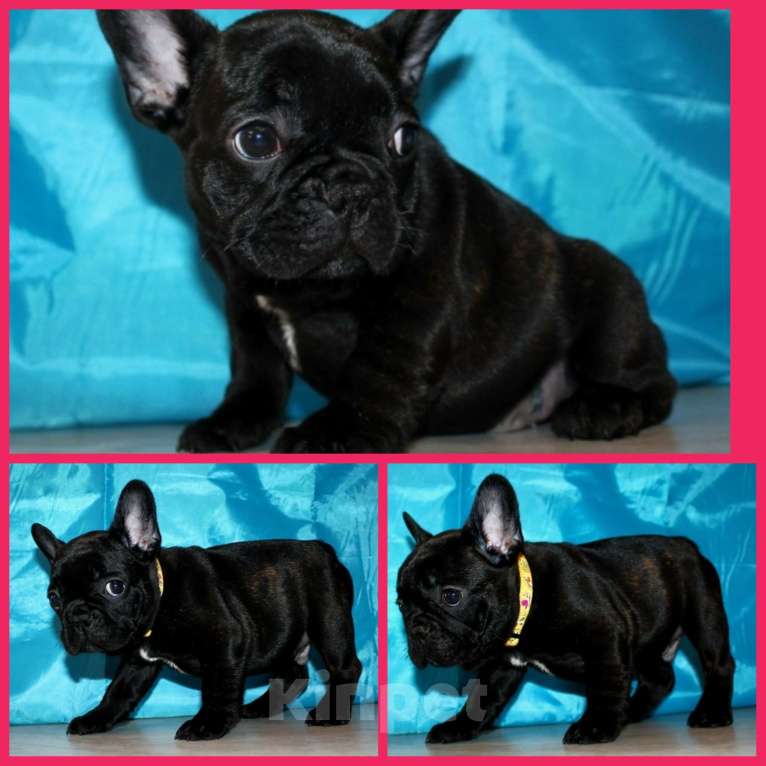 Собаки в Туле: Французский бульдог щенок Мальчик, Бесплатно - фото 1