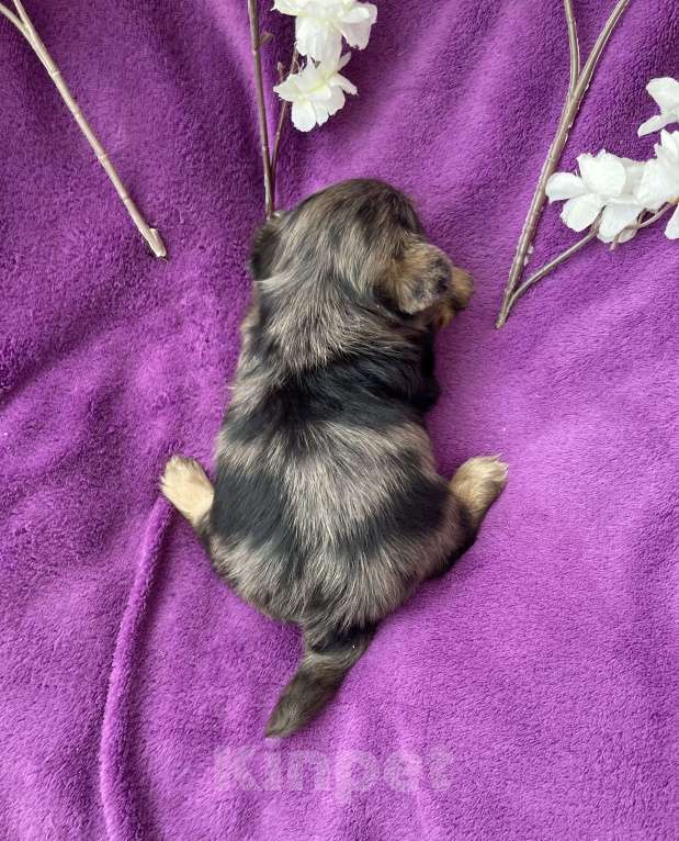 Собаки в Москве: Крупный йорк мальчик чёрный мрамор Мальчик, 60 000 руб. - фото 9