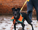 Собаки в Москве: Мира ищет дом Девочка, Бесплатно - фото 2