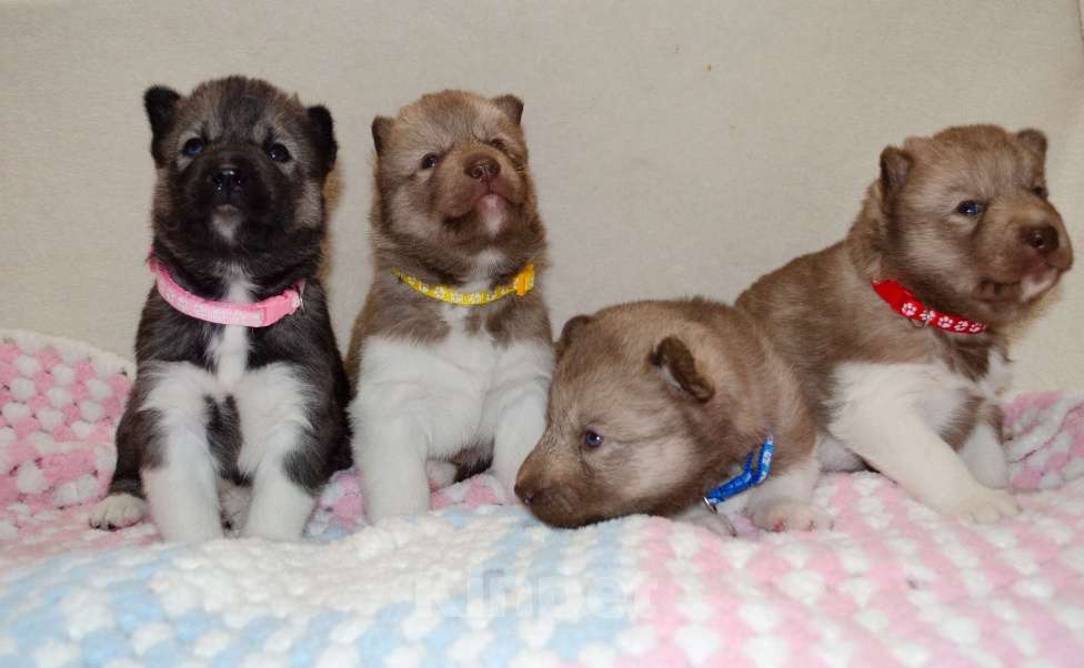 Собаки в Екатеринбурге: Девочки хаски РКФ Девочка, 45 000 руб. - фото 9