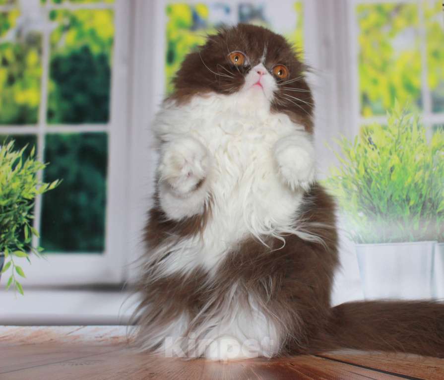 Кошки в Санкт-Петербурге: Шотландская вислоухая шоколадная Девочка, 35 000 руб. - фото 9