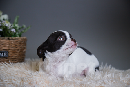 Собаки в Королеве: Мальчишка щенок Чихуа-хуа Мальчик, 30 000 руб. - фото 4