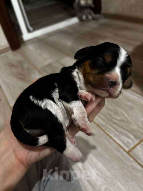 Собаки в Дзержинске: Девочка триколор  Девочка, 120 000 руб. - фото 1