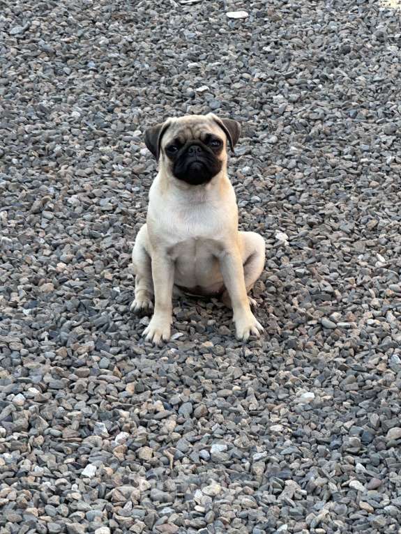 Собаки в Новокузнецке: Щенок мопса Девочка РКФ  Девочка, 40 000 руб. - фото 6