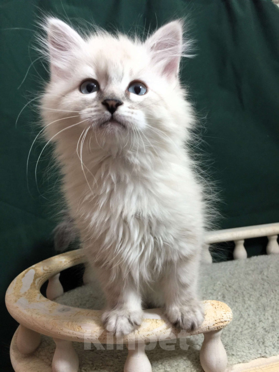 Кошки в Санкт-Петербурге: Невский маскарадный кот  Мальчик, 45 000 руб. - фото 5