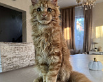 Кошки в Калининграде: Котята мейн кун Мальчик, Бесплатно - фото 2