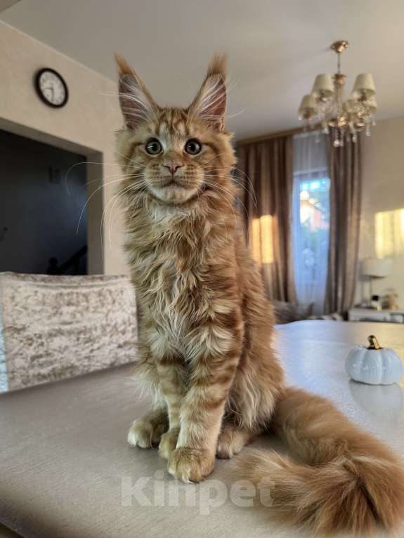 Кошки в Калининграде: Котята мейн кун Мальчик, Бесплатно - фото 2