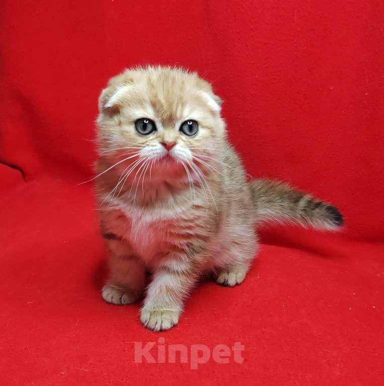 Кошки в Москве: Золотая мраморная девочка Девочка, 40 000 руб. - фото 3