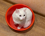 Кошки в Новосибирске: Потерялся белый кот с голубыми глазами Мальчик, Бесплатно - фото 6