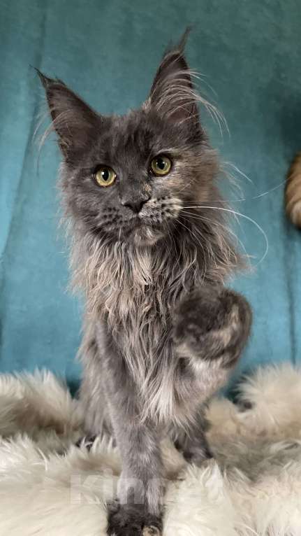 Кошки в других городах Московской области: Котенок мейн-кун Девочка, 30 000 руб. - фото 4