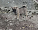 Собаки в Таганроге: Продам щенков Девочка, 2 000 руб. - фото 3