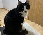 Кошки в Ельне: Вязка Курильский бобтейл, 1 000 руб. - фото 2