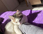 Кошки в Ельне: Метис мейн куна, 5 000 руб. - фото 2