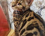 Кошки в Карачеве: Бенгальский котенок., 12 000 руб. - фото 5