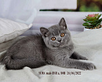 Кошки в Санкт-Петербурге: Британский котик голубого окраса Мальчик, 35 000 руб. - фото 5