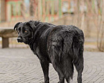 Собаки в Москве: ищем дом Девочка, 50 руб. - фото 2