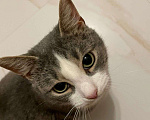 Кошки в Москве: Шебик ласковый и красивый котик ищет дом! Мальчик, 10 руб. - фото 9