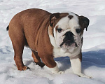 Собаки в других городах Московской области: Очаровательная девочка английского бульдога Девочка, 60 000 руб. - фото 6