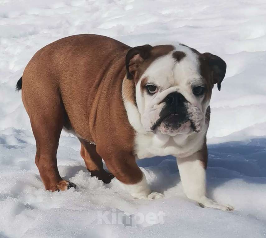 Собаки в других городах Московской области: Очаровательная девочка английского бульдога Девочка, 60 000 руб. - фото 6
