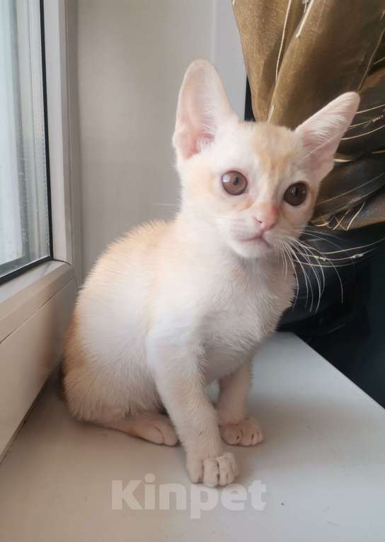 Кошки в Красноярске: Бурманский котик Мальчик, 35 000 руб. - фото 8