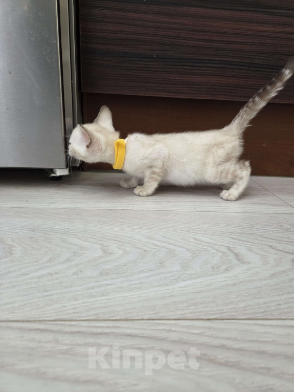 Кошки в Красногорске: Бенгальские малыши Девочка, 50 000 руб. - фото 8