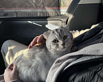 Кошки в Новороссийске: Кошка в добрые руки Девочка, 200 руб. - фото 2