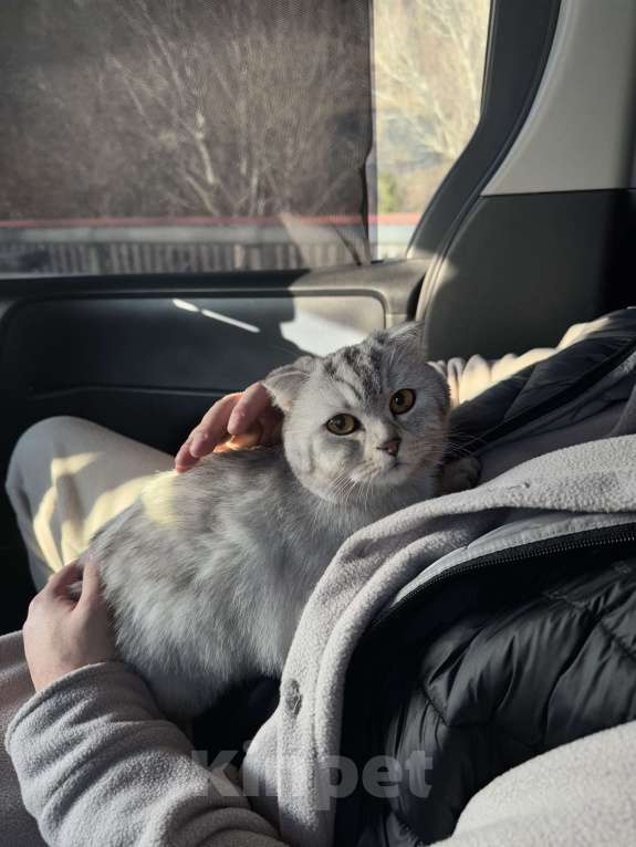 Кошки в Новороссийске: Кошка в добрые руки Девочка, 200 руб. - фото 2