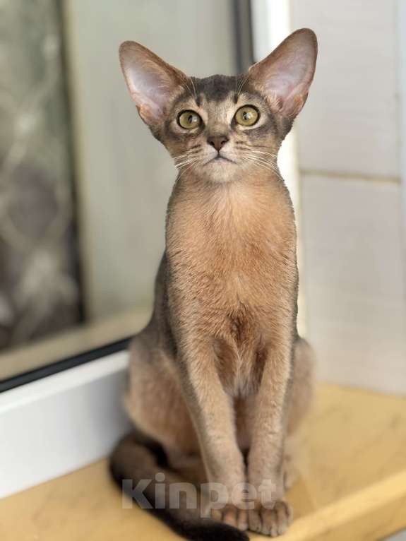 Кошки в Севастополе: Абиссинские котята  Мальчик, 50 000 руб. - фото 1