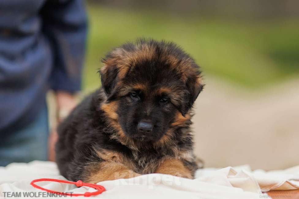 Собаки в Волгограде: Длинношерстная немецкая овчарка Разнополые, Бесплатно - фото 4