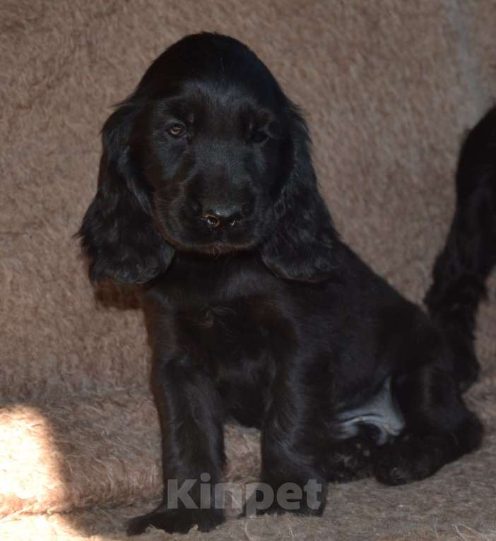 Собаки в Зеленограде: Английский кокер спаниель щенки Мальчик, 40 000 руб. - фото 3