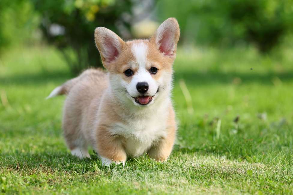 Собаки в Челябинске: Щенки вельш корги пемброк  Мальчик, 70 000 руб. - фото 4