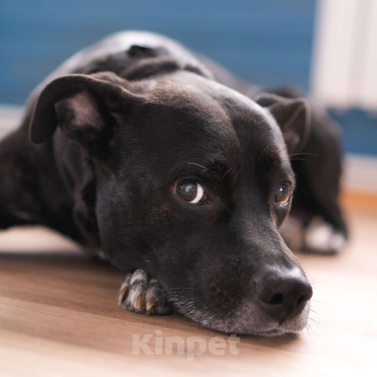 Собаки в Москве: Добрый пес Джек ищет дом Мальчик, Бесплатно - фото 9