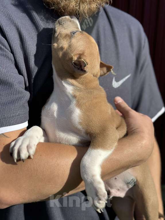 Собаки в Домодедово: Мальчик амстафф с воротничком и рукавами  Мальчик, 65 000 руб. - фото 2