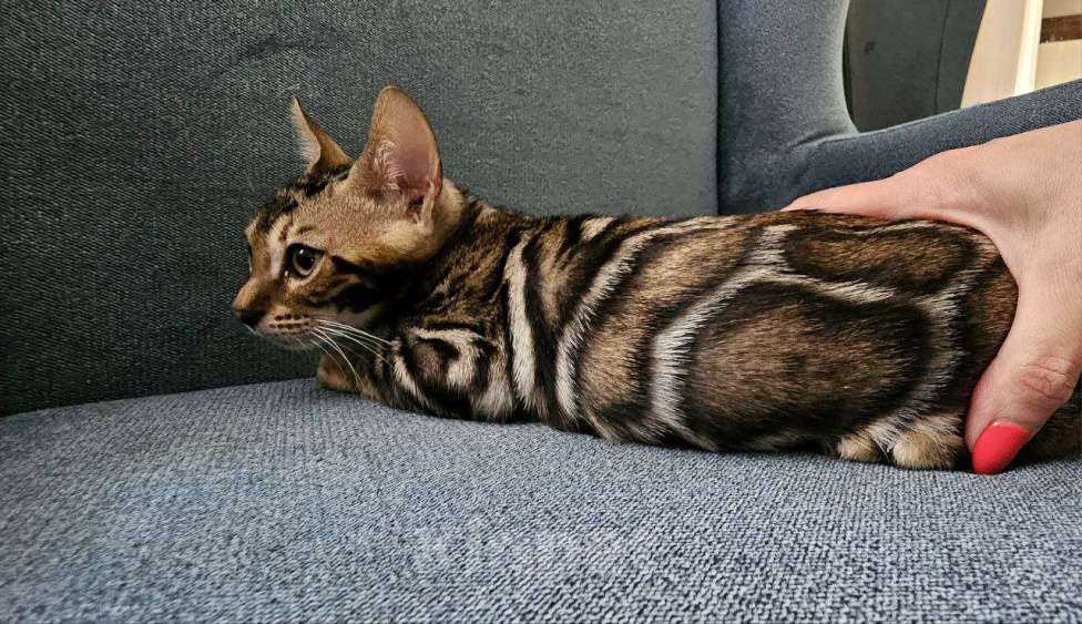 Кошки в Кирове: Бенгальский котенок Мальчик, Бесплатно - фото 3