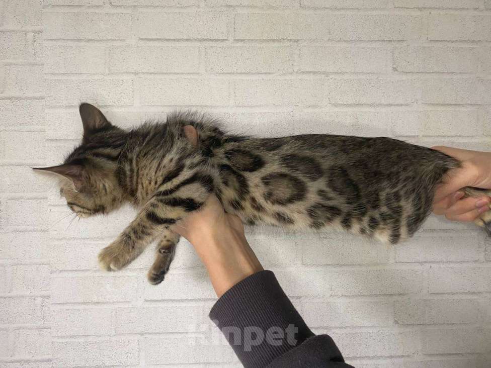 Кошки в Лобне: Бенгальская девочка  Девочка, 25 000 руб. - фото 2