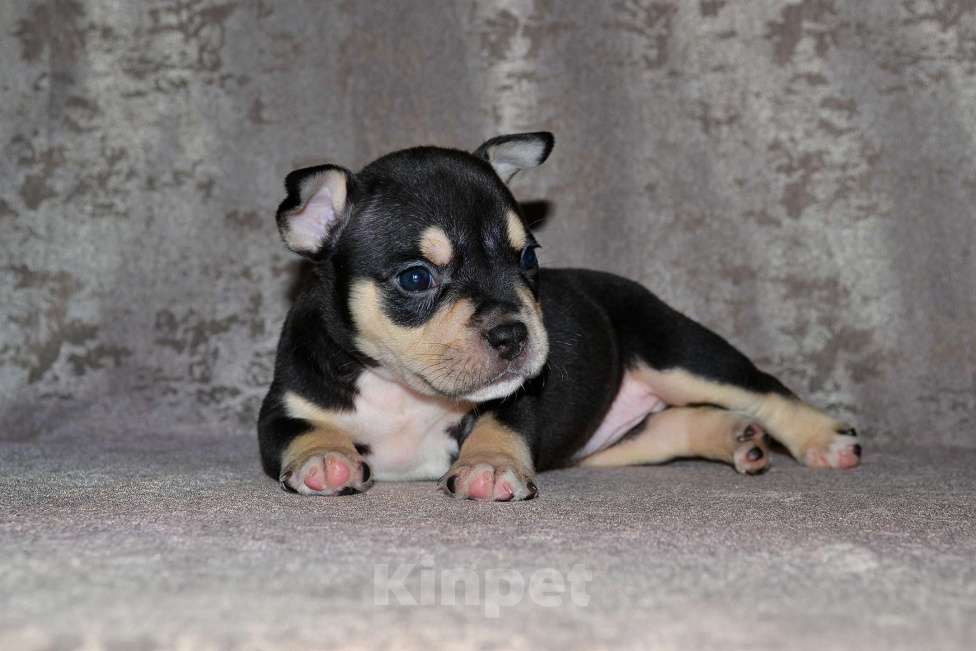 Собаки в Москве: Девочка Американский булли микро формата Девочка, 80 000 руб. - фото 4