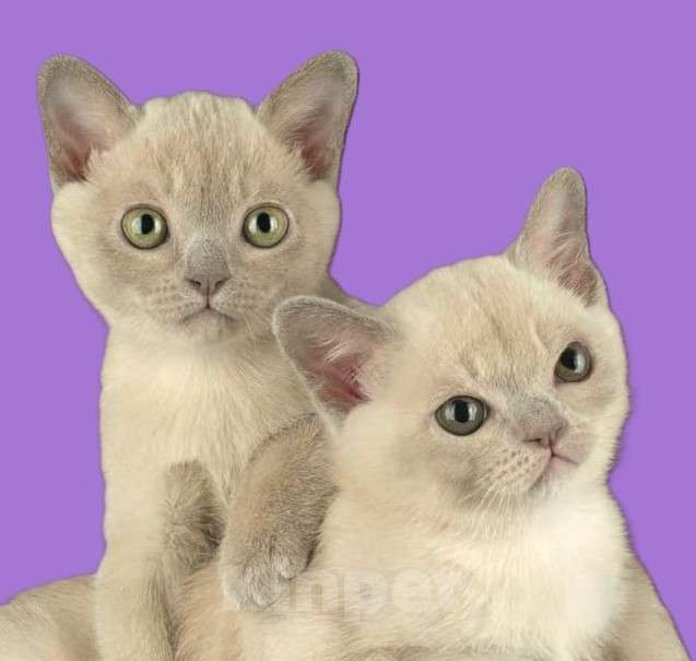 Кошки в Москве: КОТЯТА АМЕРИКАНСКОЙ ТРАДИЦИОННОЙ БУРМЫ Девочка, 150 000 руб. - фото 4