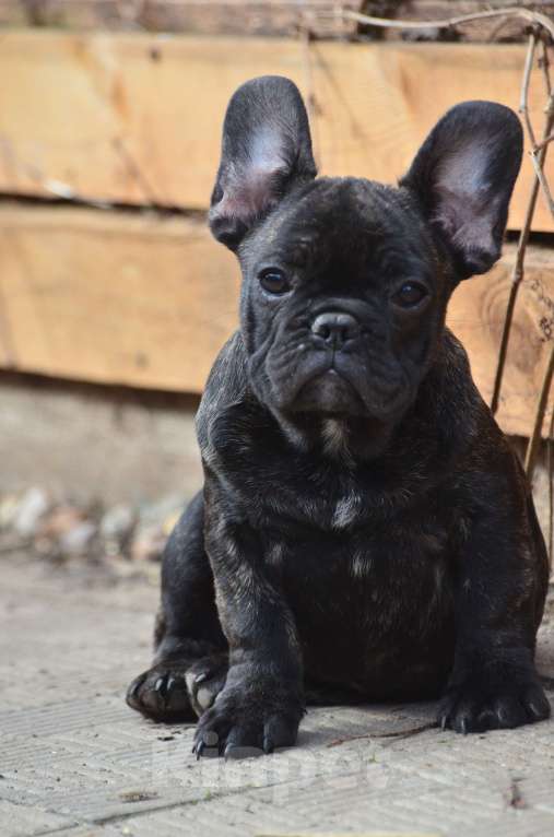 Собаки в Старом Купавне: Французский товарищ Мальчик, 40 000 руб. - фото 1