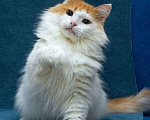 Кошки в Москве: Шикарный рыже-белый котеич  Мальчик, 1 руб. - фото 1