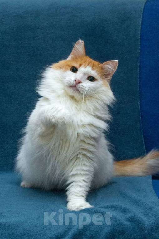 Кошки в Москве: Шикарный рыже-белый котеич  Мальчик, 1 руб. - фото 1