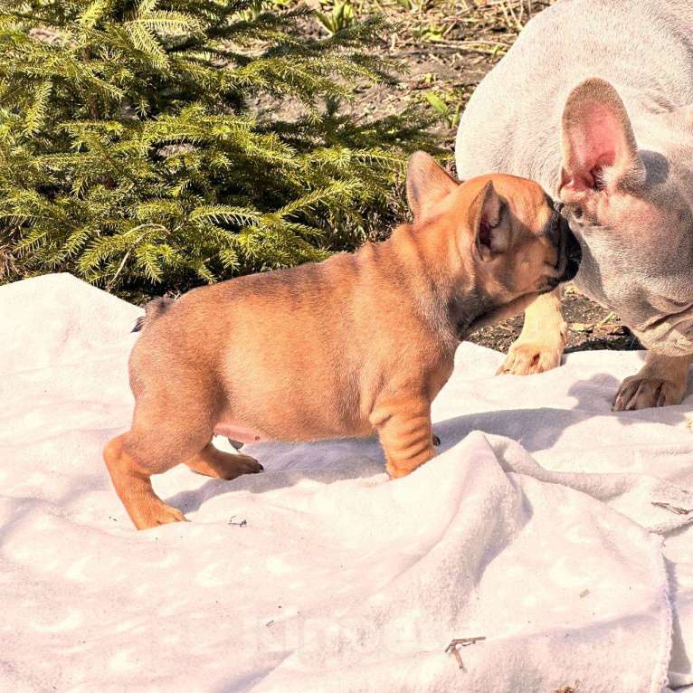 Собаки в Москве: Рыжий малыш от пары РКФ стандарт! Мальчик, Бесплатно - фото 3