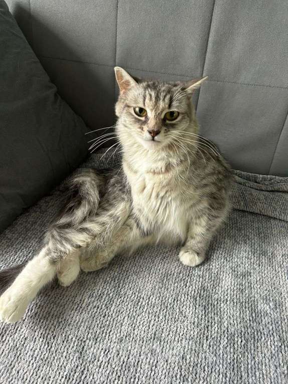 Кошки в Котельнике: Найдена, подобрана кошка!  Девочка, Бесплатно - фото 7