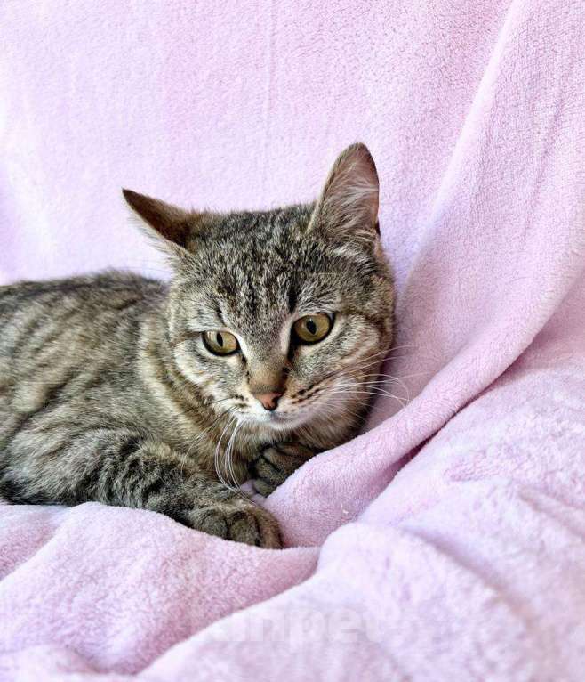 Кошки в Москве: Хома - кот, который делает погоду в доме! В добрые руки Мальчик, Бесплатно - фото 1