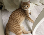 Кошки в Одинцово: Найдена рыжая кошка Девочка, 100 руб. - фото 8