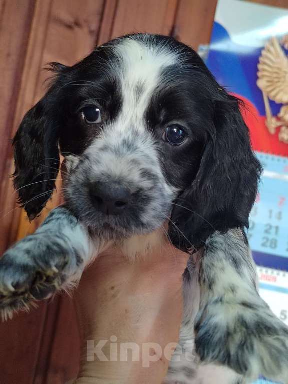 Собаки в Москве: Русский охотничий спаниель  Девочка, 35 000 руб. - фото 6